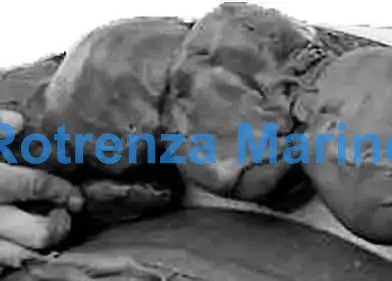 PASTE ANTI-CORROSIVE NO VOC, SEASEAL 30MMX30MMX2.7MTR 